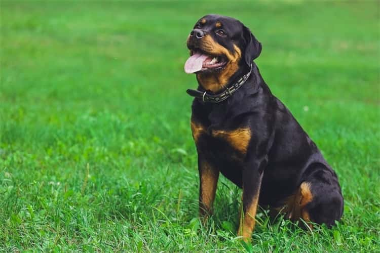 11.  Rottweiler