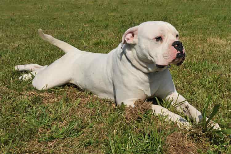 12. American Bulldog