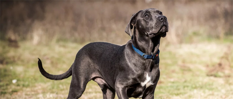 3. Cane Corso