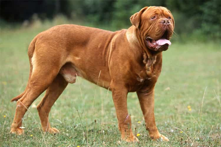 4. Dogue De Bordeaux