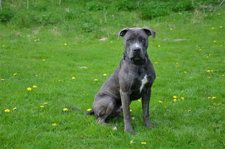 6. Dogo Canario