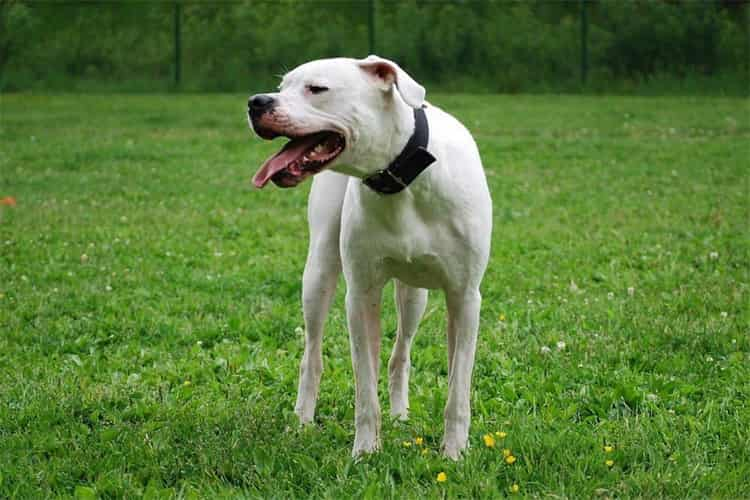 7. Dogo Argentino