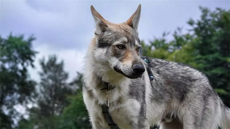 8. Cão-lobo