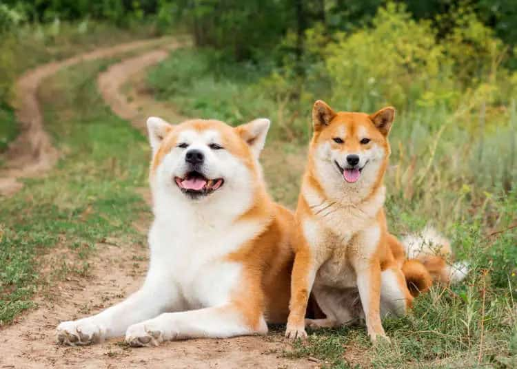 9. Akita inu