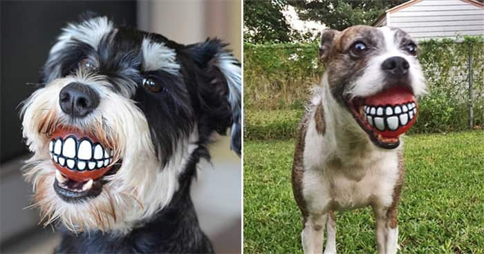 Boule à sourire pour chien