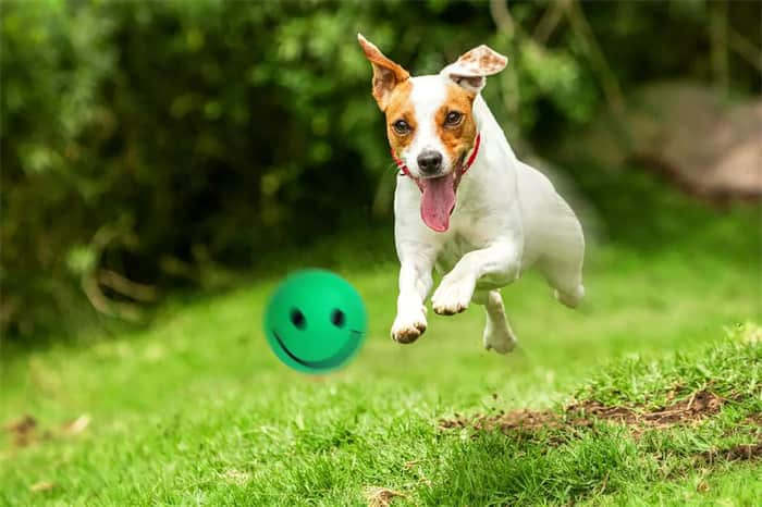 Pelota sonriente para perros