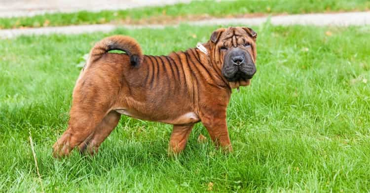 Why are SharPeis so wrinkly?