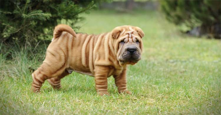 Why are SharPeis so wrinkly?