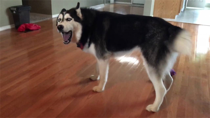 Huskies skriker