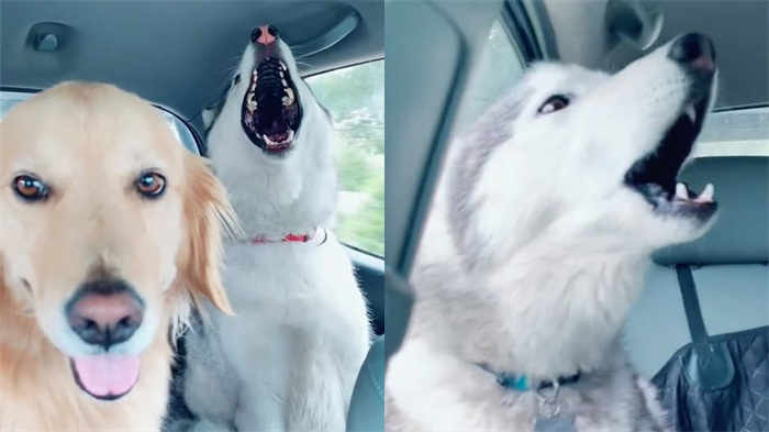 Huskies Scream