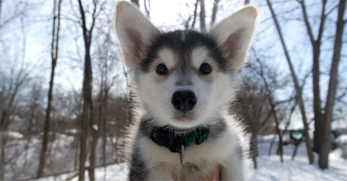 Huskies skriker