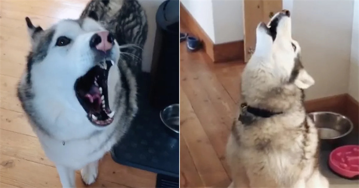 Huskies Scream