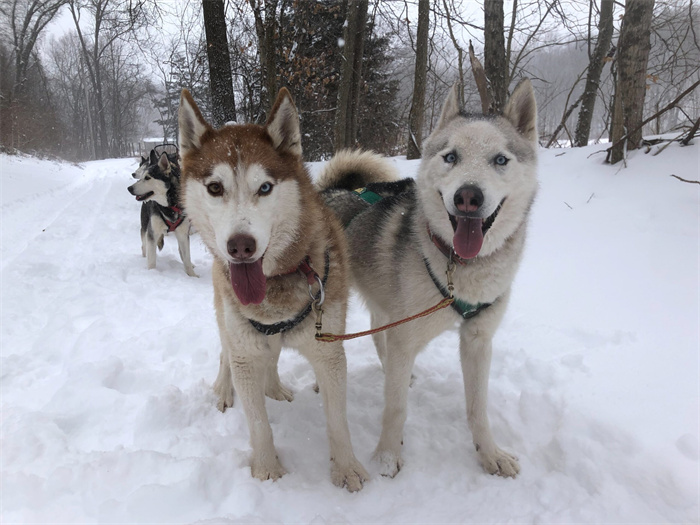 Les Huskies crient