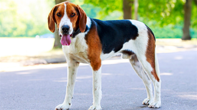 10. Amerikanische Foxhounds