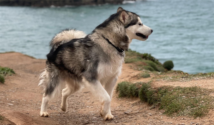 7. Alaskan malamute