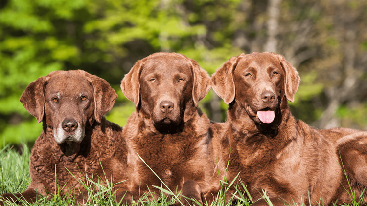 4. Chesapeake Bay retriveris