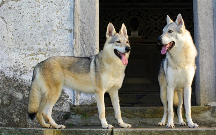 13. Cães-lobo e cães-coiote