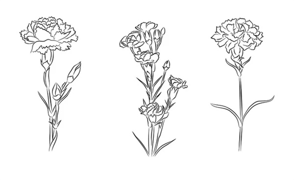 Carnation Tattoo outline