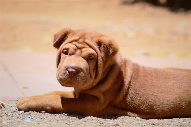 Perfect conditions for Shar peis