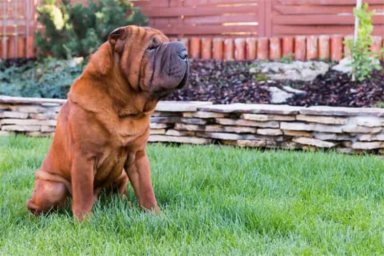 Çin Shar pei'si için egzersiz