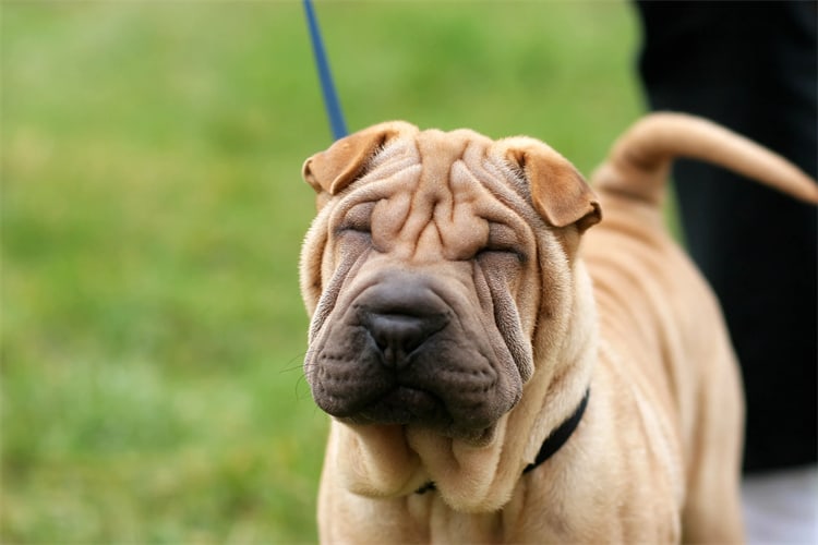 Pros of Owning a Chinese Shar-Pei