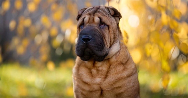 Shar Pei'nin görünümü