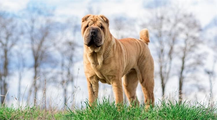 Medische zorg voor Chinese Shar-Pei 