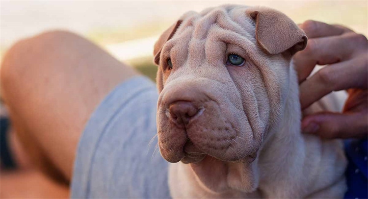 Shar-Peis Food and Nutrition