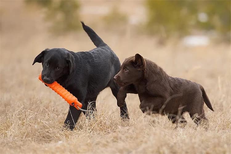 Labrador