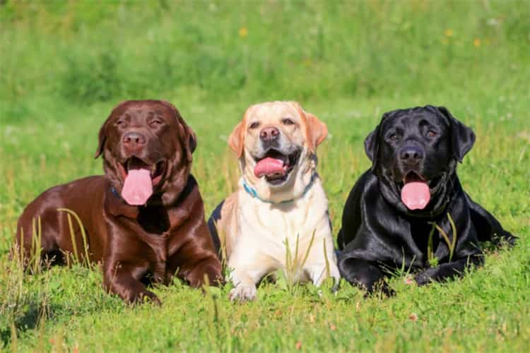 labrador Aktivitet och motion är viktigt