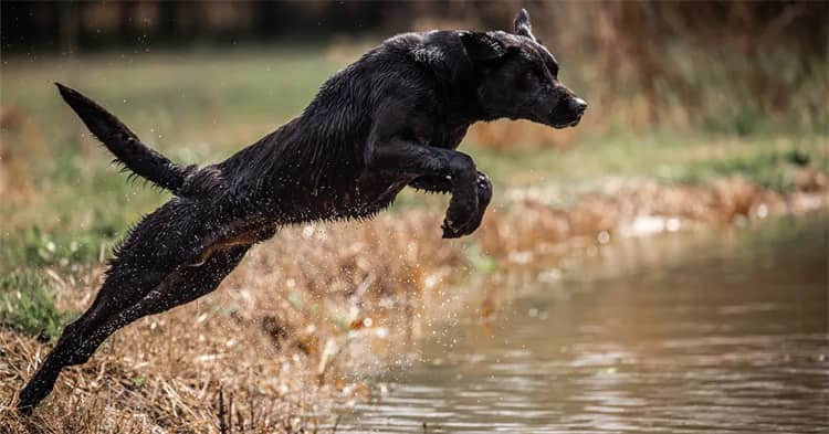 labrador Situação de medo