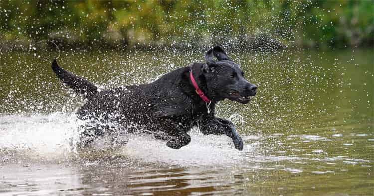 labrador Maintenir un programme d'entraînement régulier