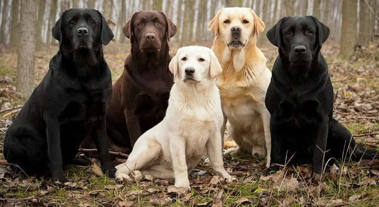 Your Lab Notices Something Unusual or Dangerous in Their Setting