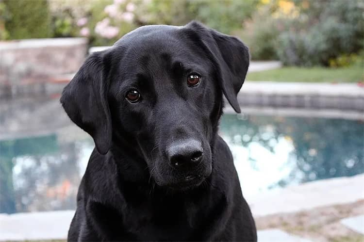 Wie wird Ihr Hund von Ihrer Position als menschlicher Trainer beeinflusst?