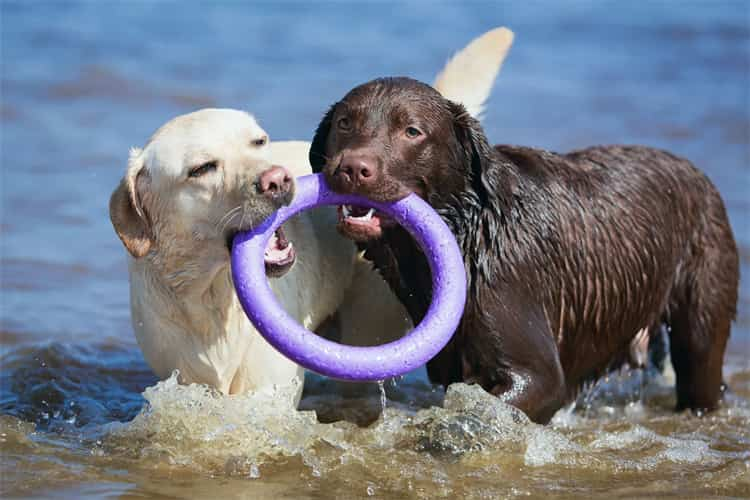 Hur får jag min labrador att sluta skälla?