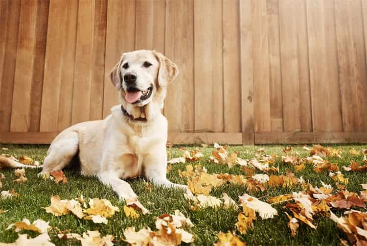 ラブラドール 犬のための基本的なコマンドを確立する