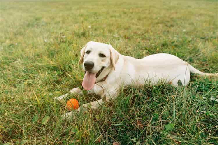 labrador