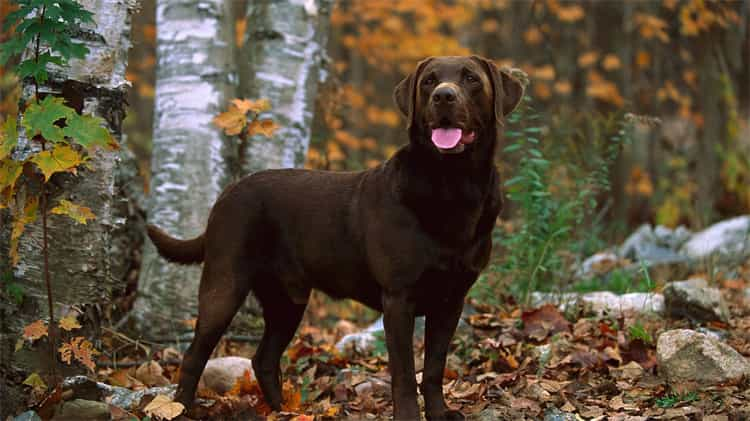 Labradors Tent To Be Unhygienic