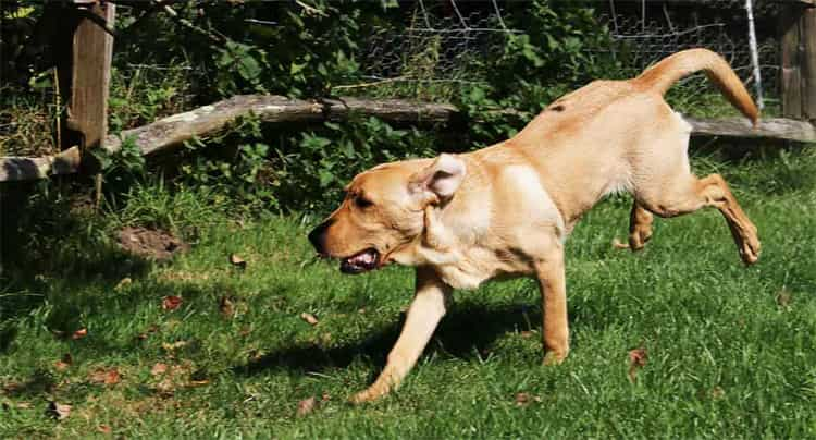 Labradoras Gali loti ant visko, kas juda