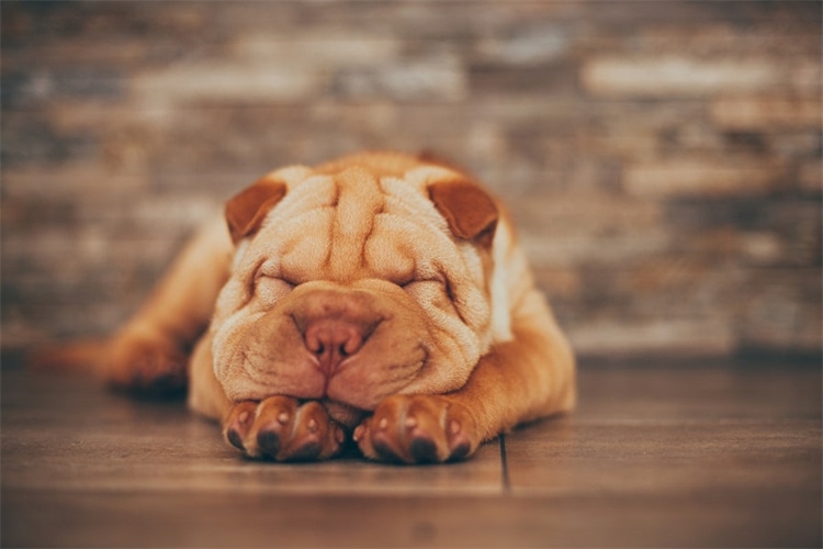 Shar-Pei Shedding