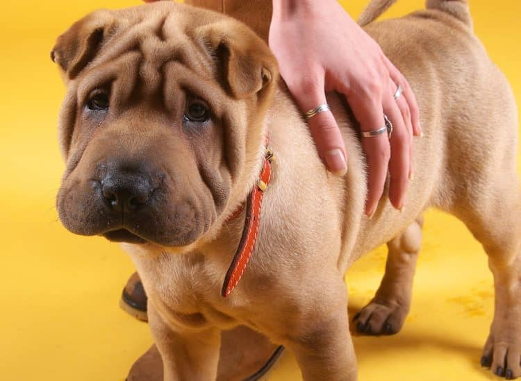 Are Shar Peis Hypoallergenic