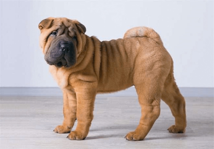 Canini come lo Shar-Pei cinese