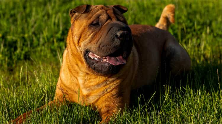 Shar-Peis Mizacı