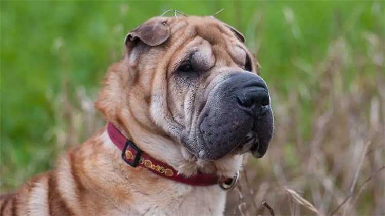 How can you Minimize your Shar-Pei Shedding