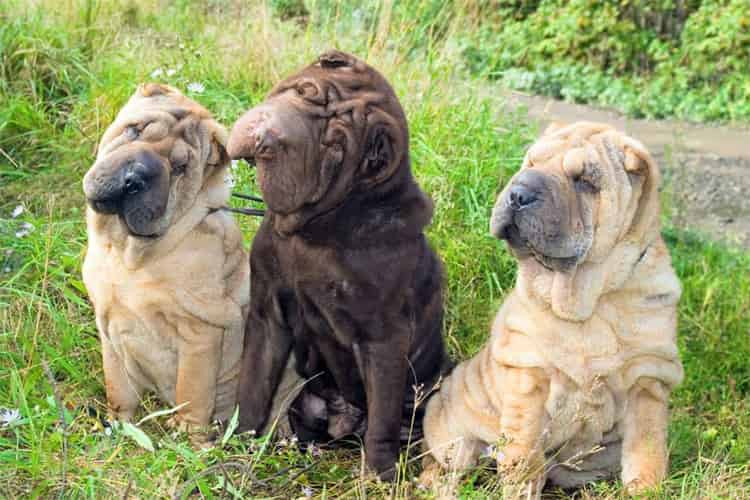 Shar-Pei'nin İklim adaptasyonu