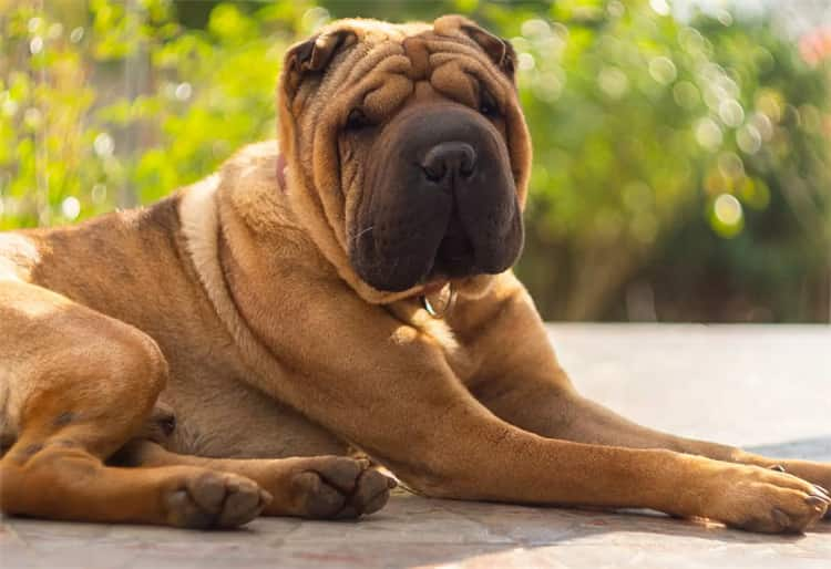 Shar-Pei Exercise Quantity & type