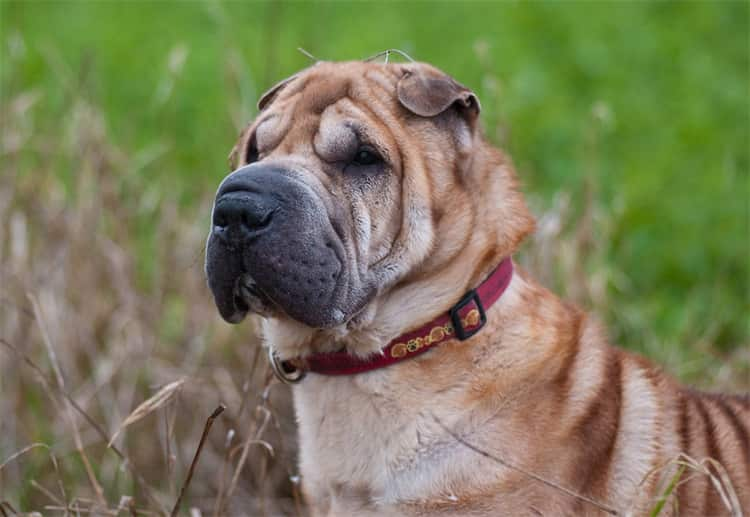 Les Shar Peis perdent-ils leurs rides ?