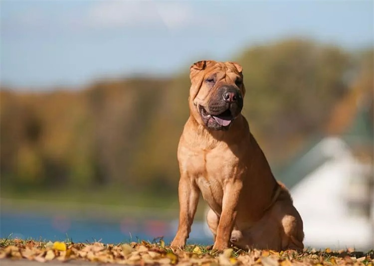 Shar-Pei chinois