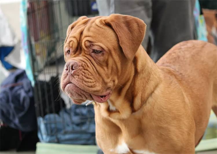 Kinesisk Shar Pei