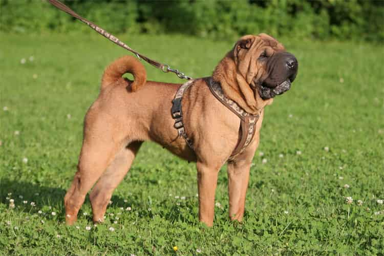 Kinesisk Shar Pei